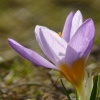 Violetter Krokus - Kameratraining "Telemakro"