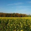 Rapsfeld im Herbst