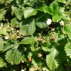 Walderdbeeren - 2014 gab´s eine reiche Ernte